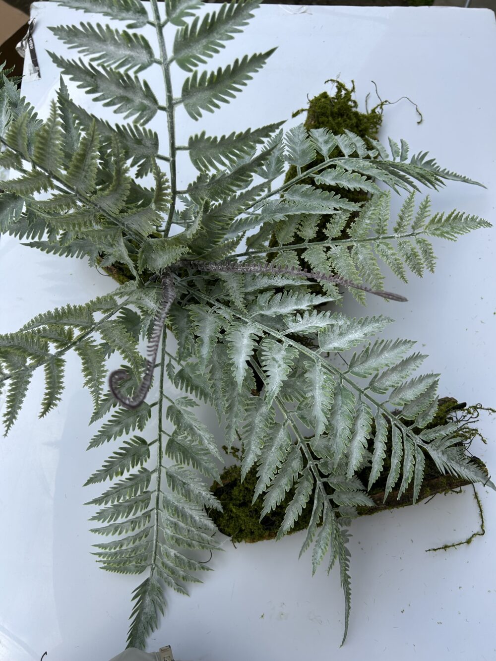 Папороть кущова велика