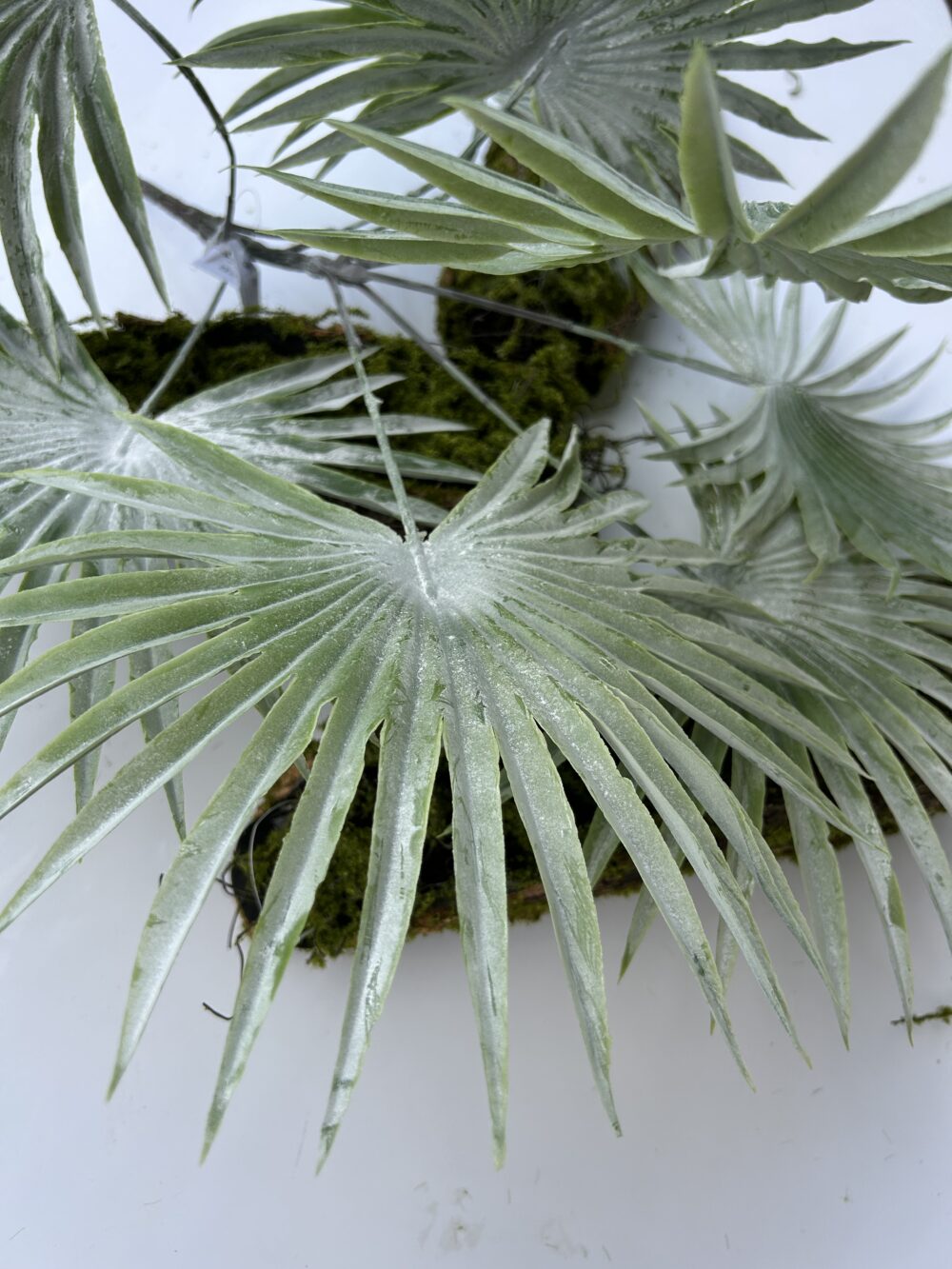 Пальма лівістона - Зображення 2