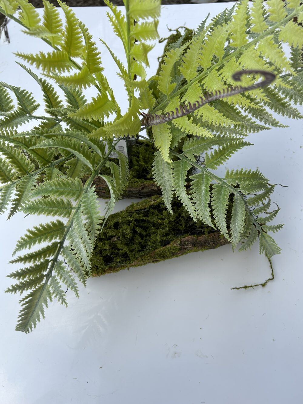 Папороть - Зображення 3