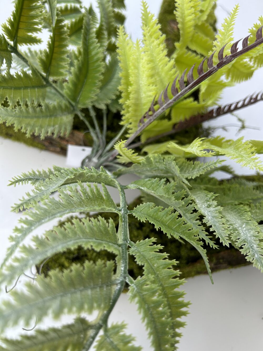 Папороть - Зображення 2