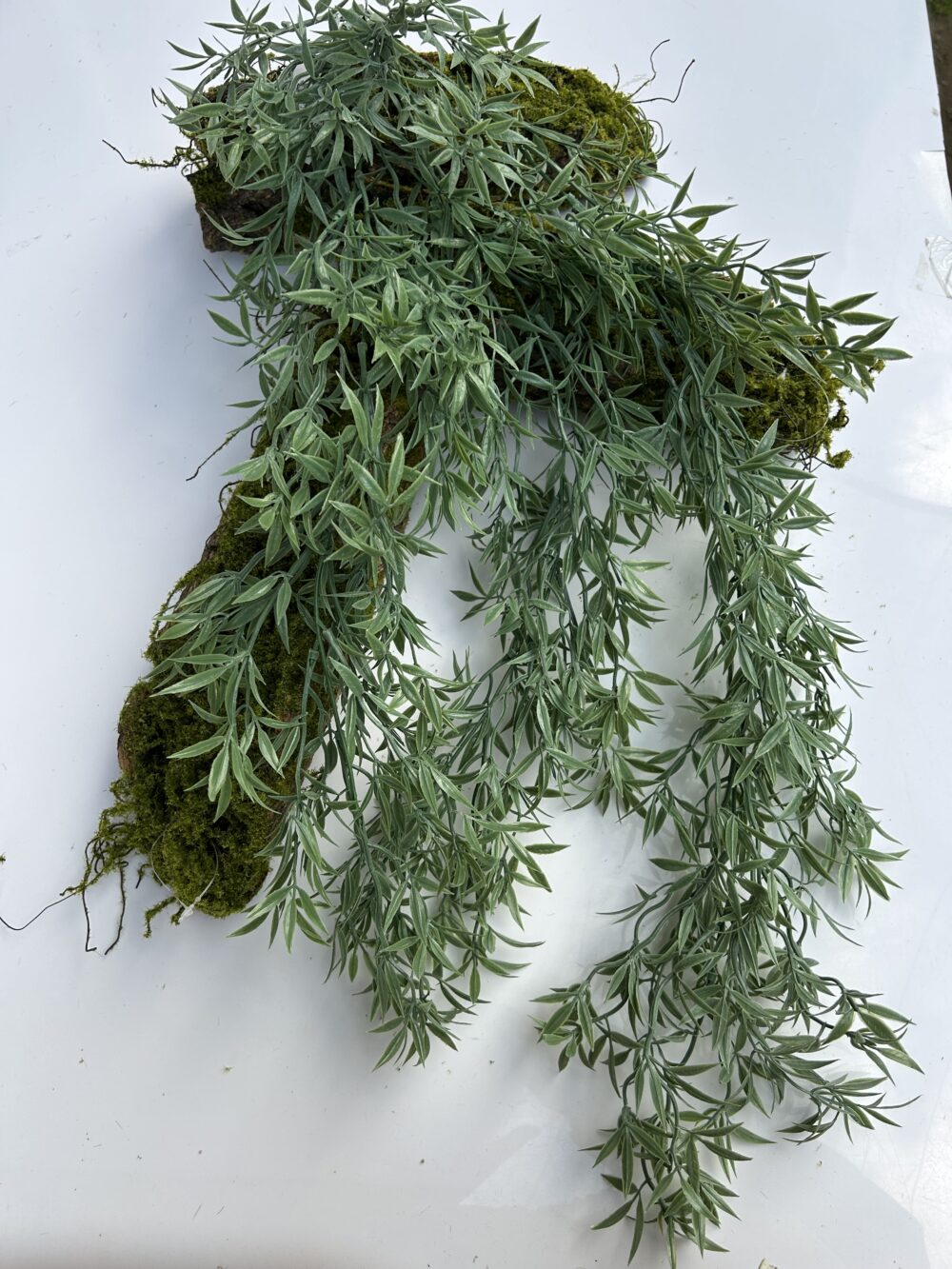 Аспарагус ампельний