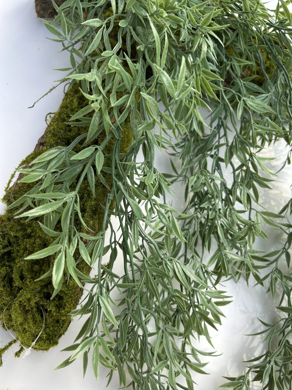 Аспарагус ампельний - Зображення 3