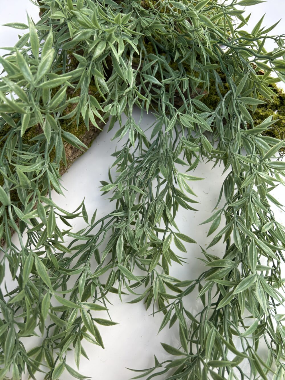 Аспарагус ампельний - Зображення 2