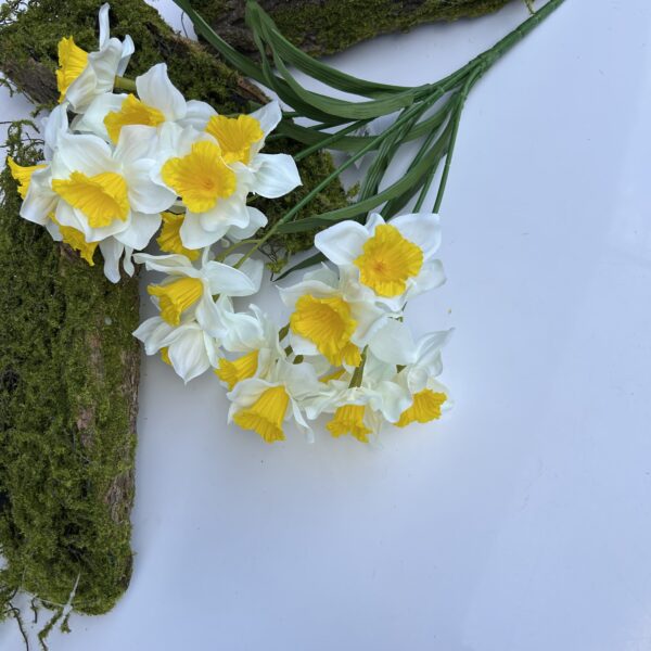 Нарцис жовто-білий