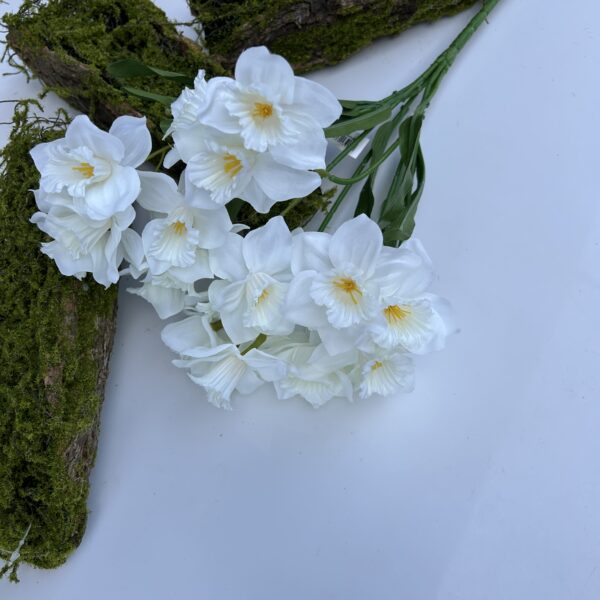 Нарцис білий