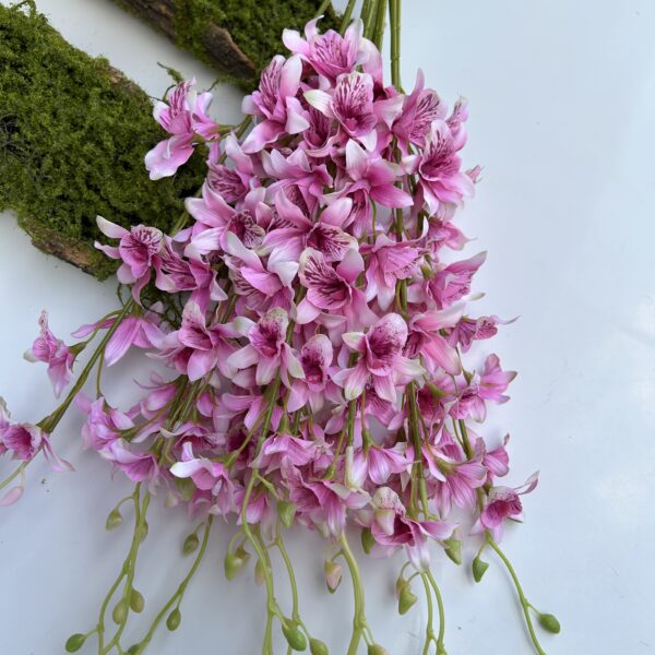 Орхідея Тайська