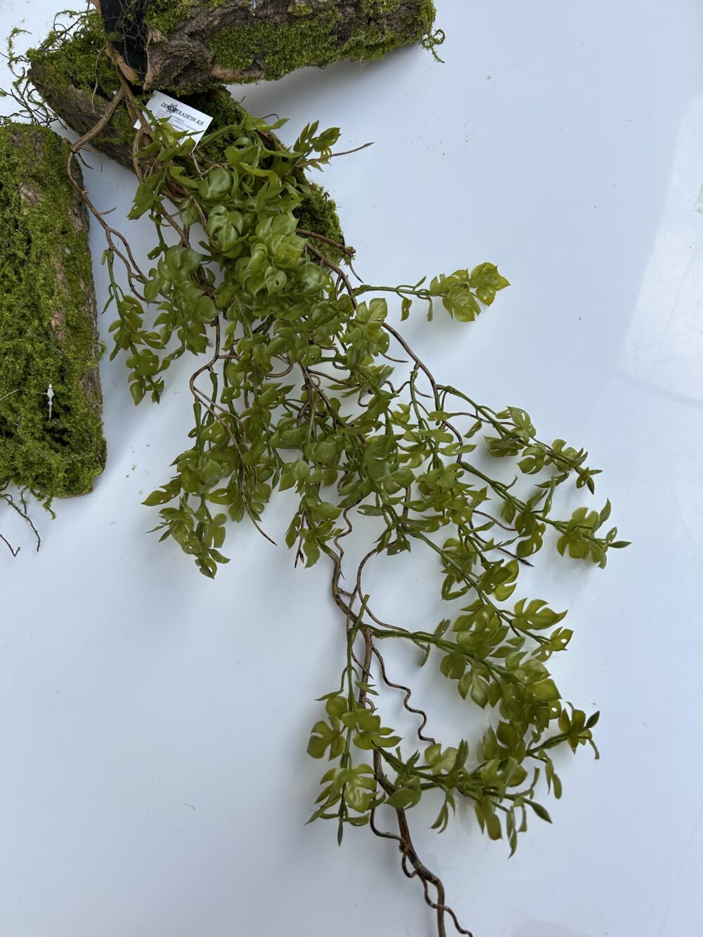 Монстера ліана з корінцями