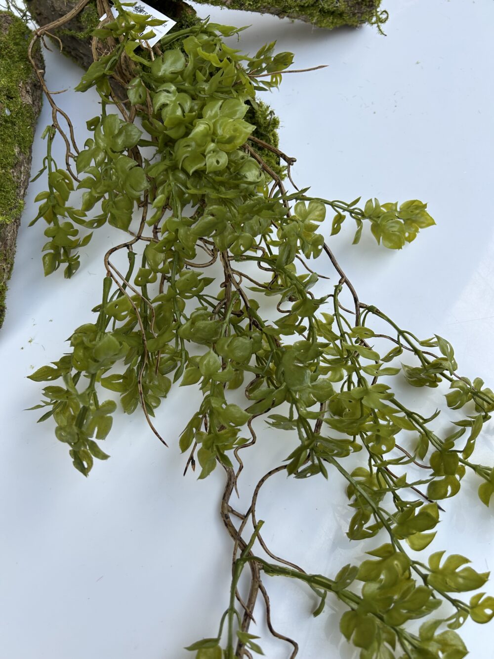 Монстера ліана з корінцями - Зображення 2