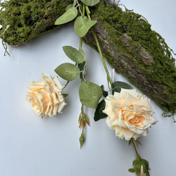 Троянда чайна