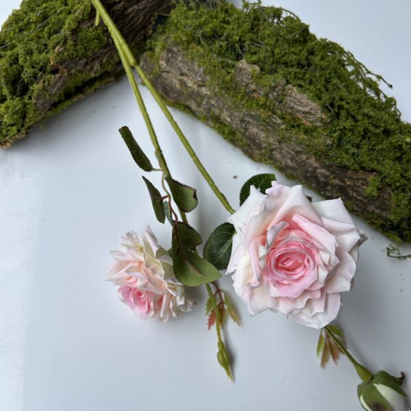 Троянда чайна