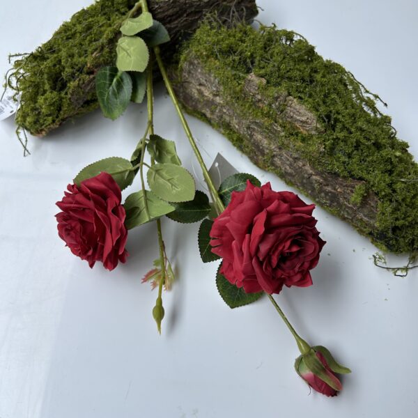 Троянда чайна