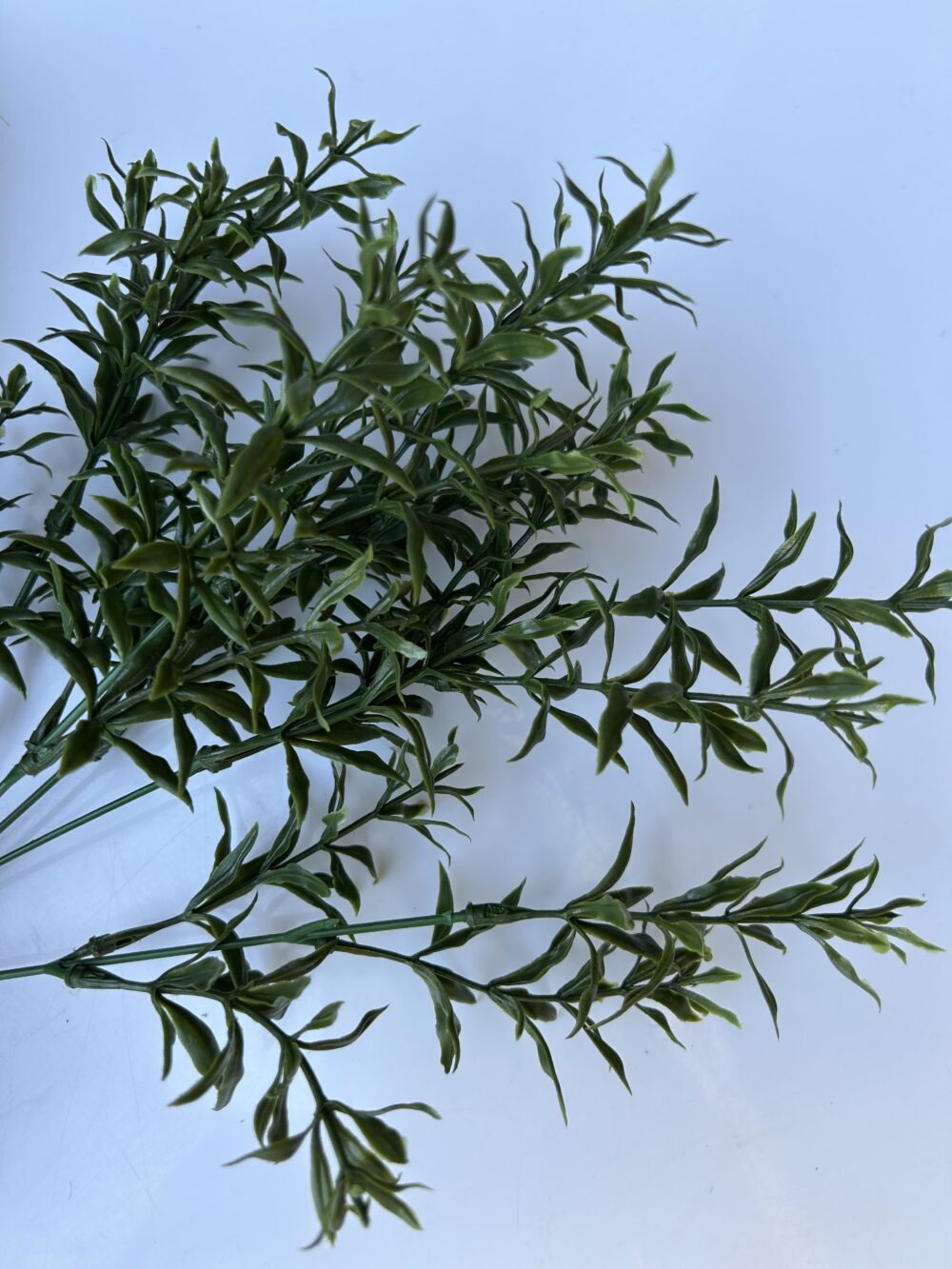 Розмарин - Зображення 2