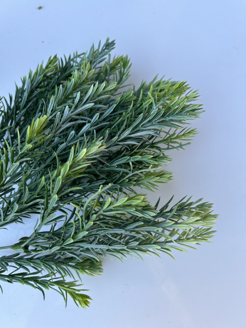 Розмарин - Зображення 2