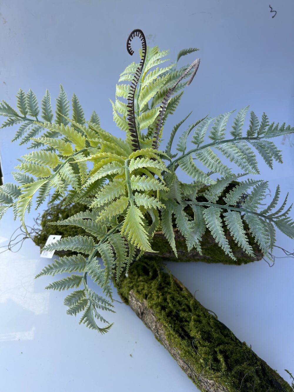 Папороть - Зображення 2