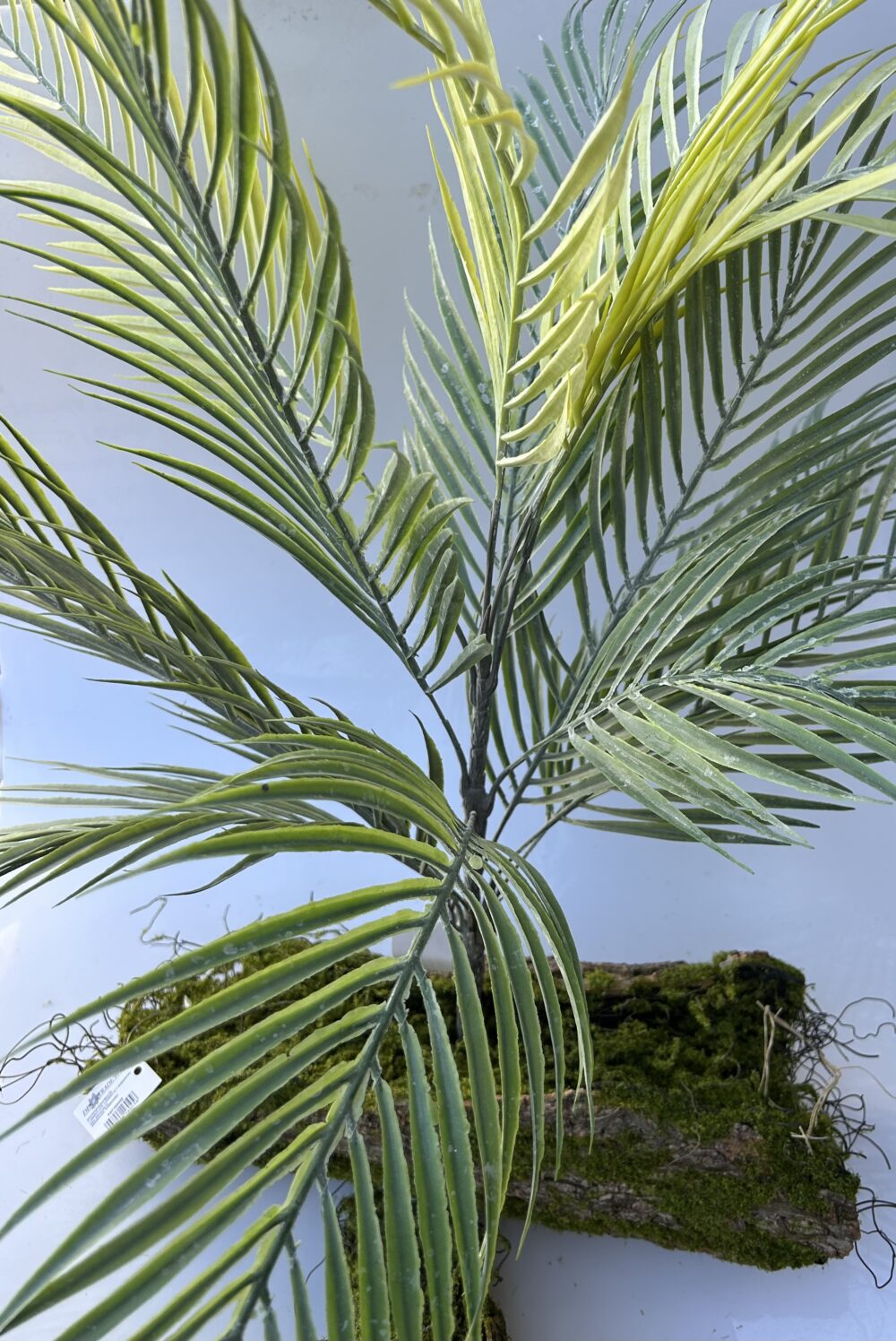 Пальма фісташкова