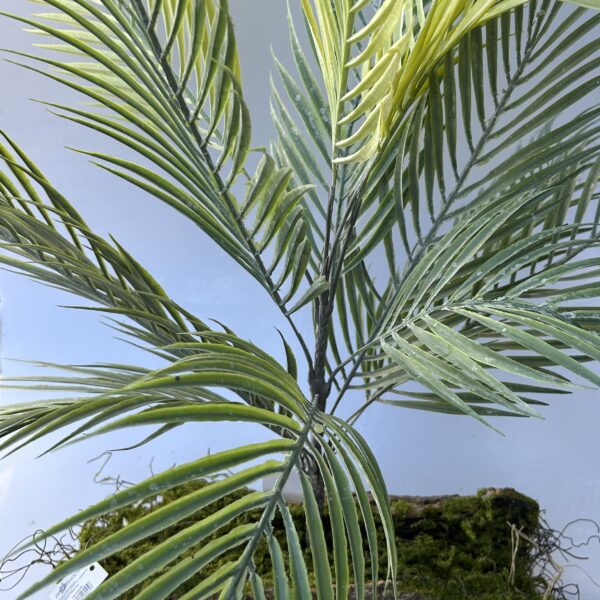 Пальма фісташкова