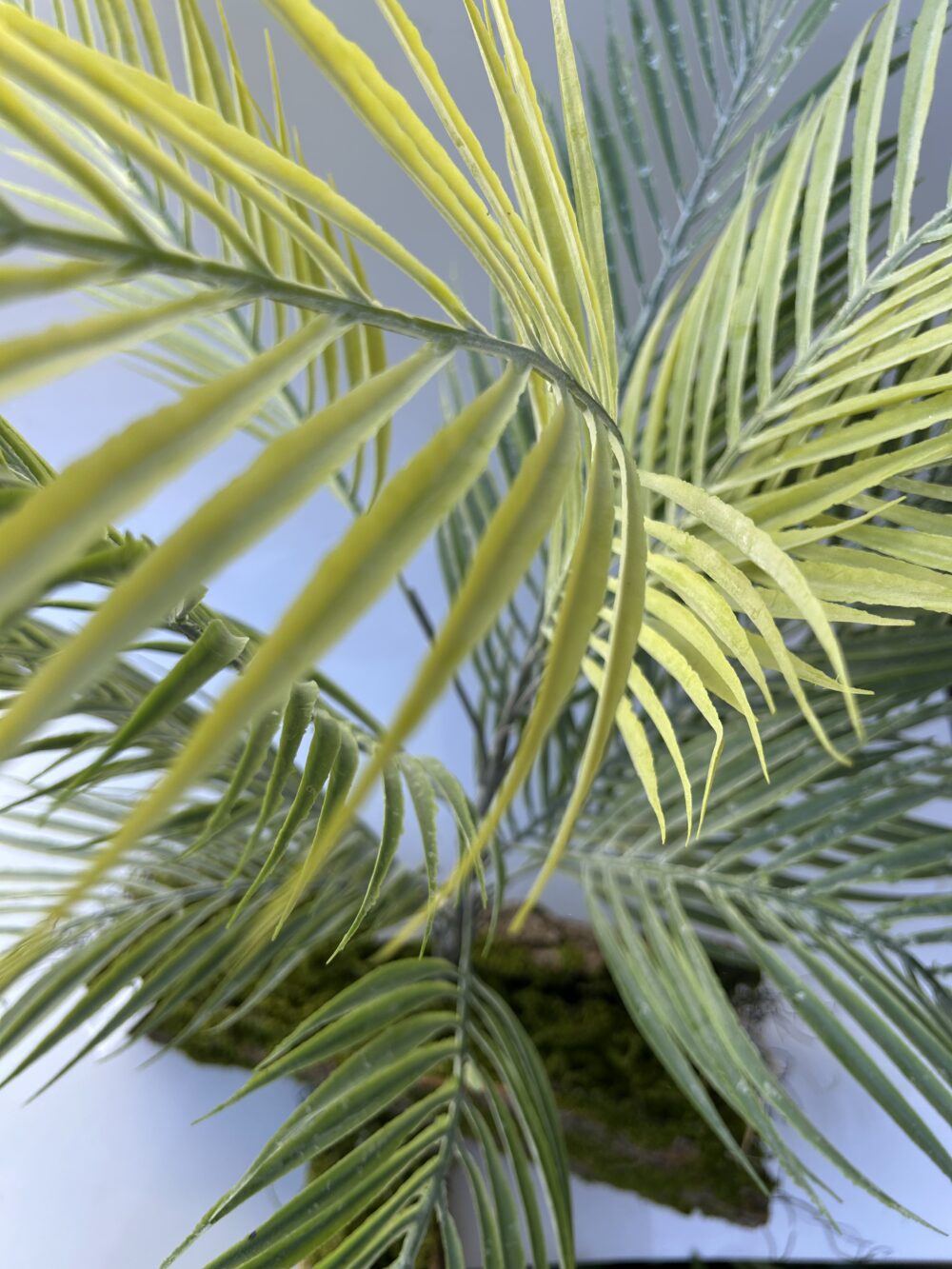 Пальма фісташкова - Зображення 3