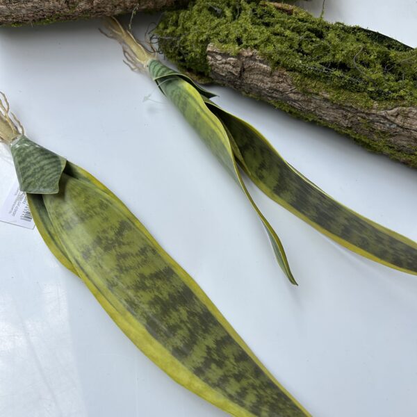 Сансевієрія