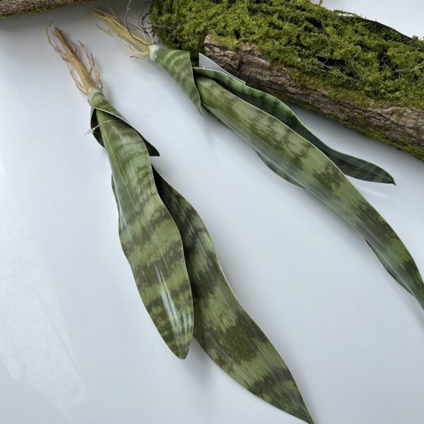 Сансевієрія