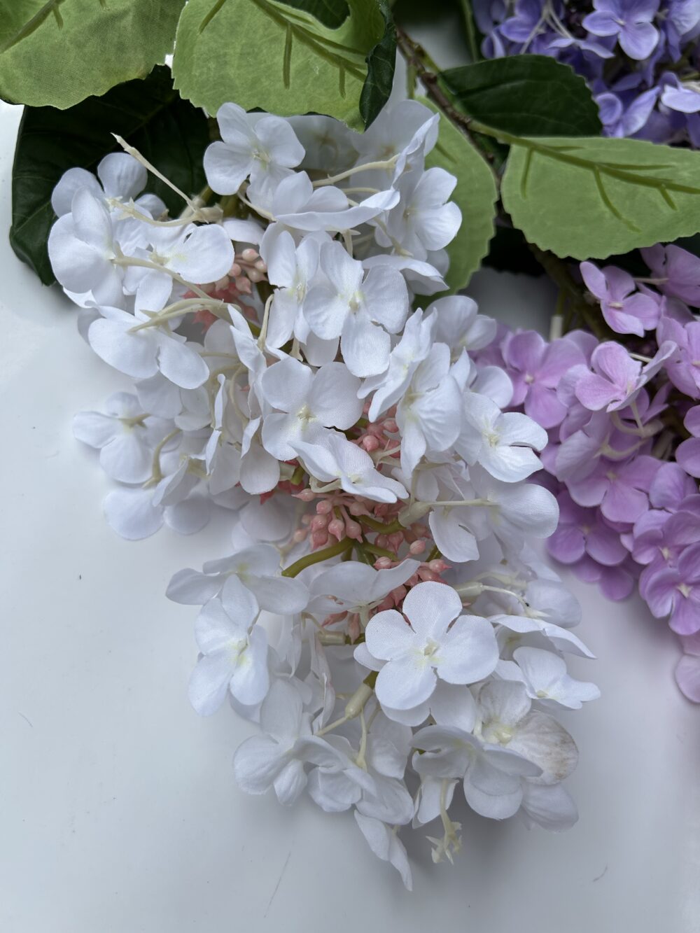 Бузок білий