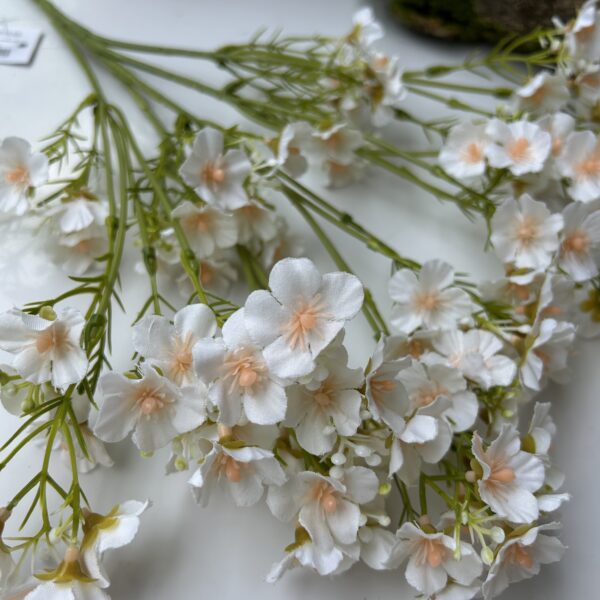 Незабутка шампань