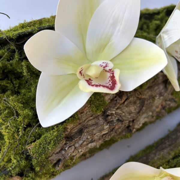 Цимбидіум білий