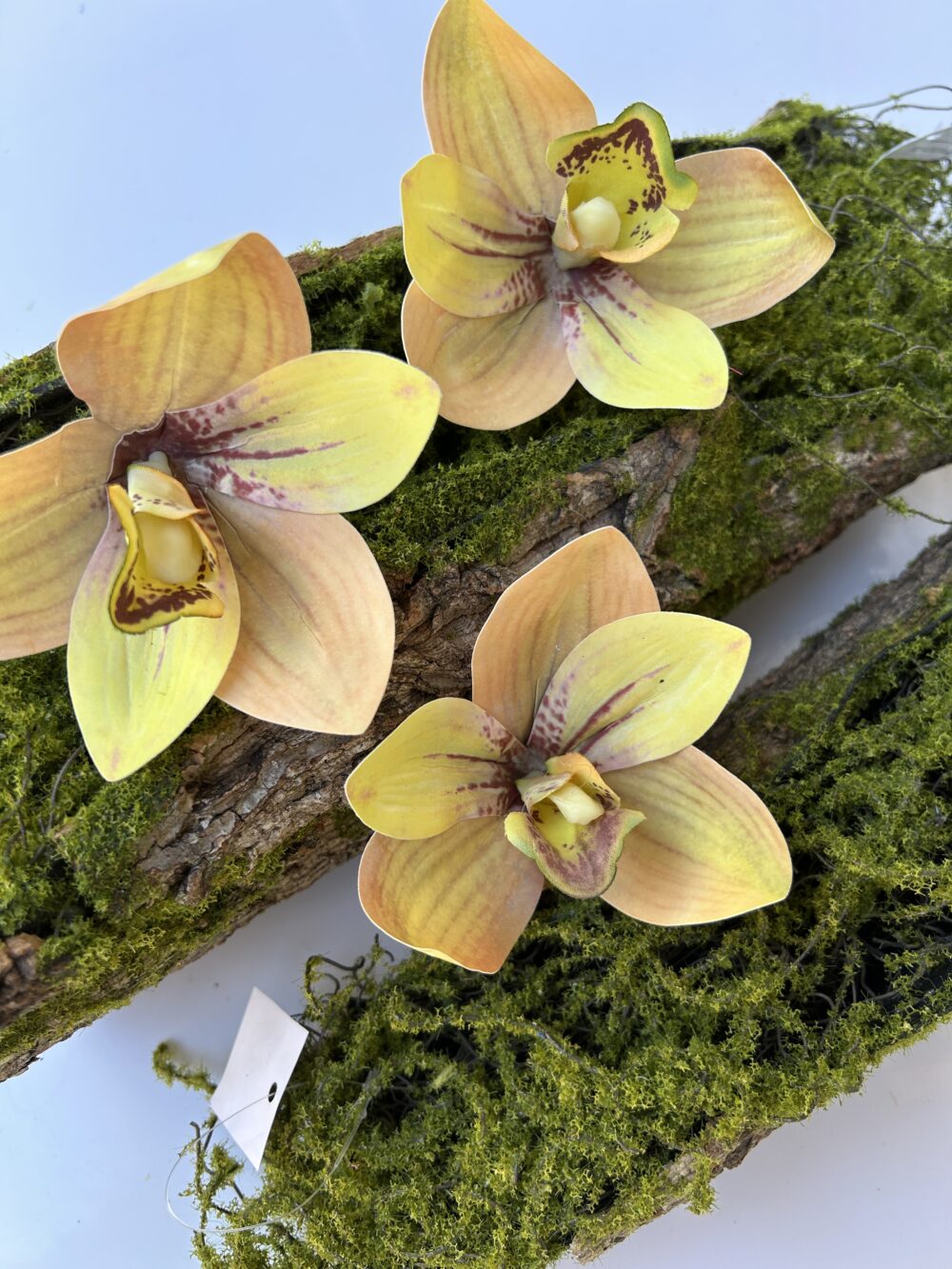 Цимбидіум тигровий