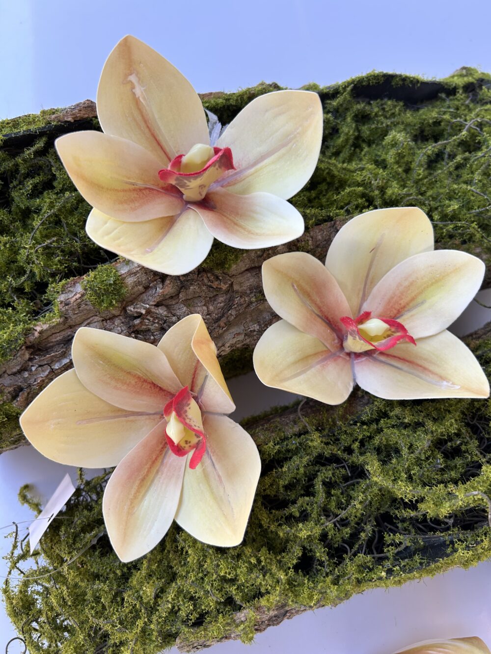 Цимбидіум шампань