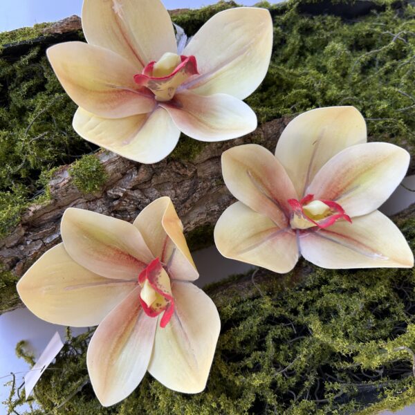 Цимбидіум шампань