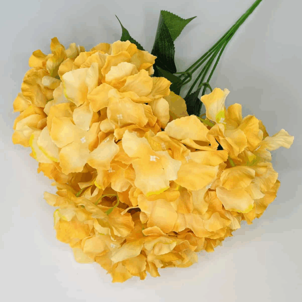 Гортензія жовта