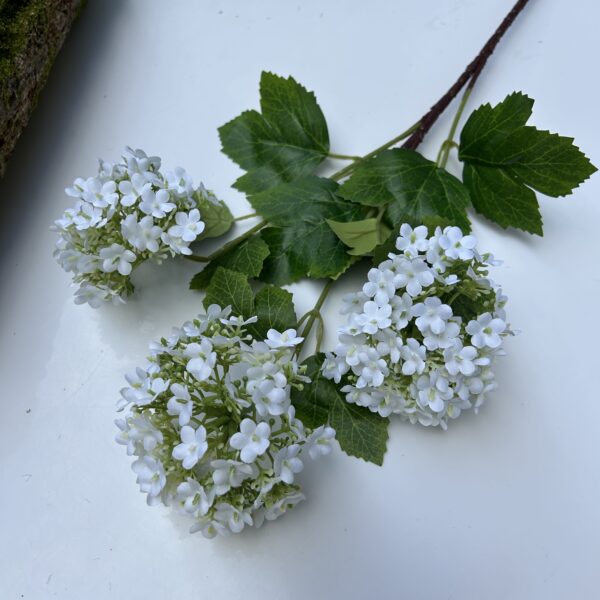 Вібурнум білосніжний