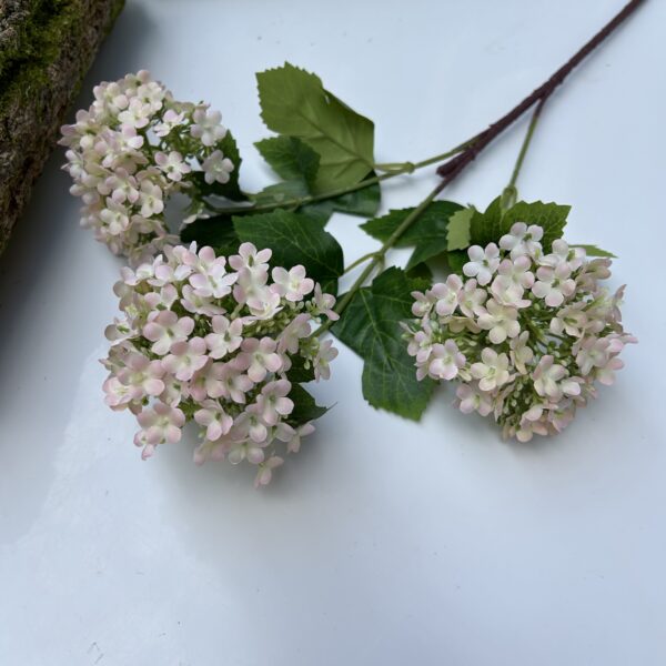 Вібурнум світло-рожевий