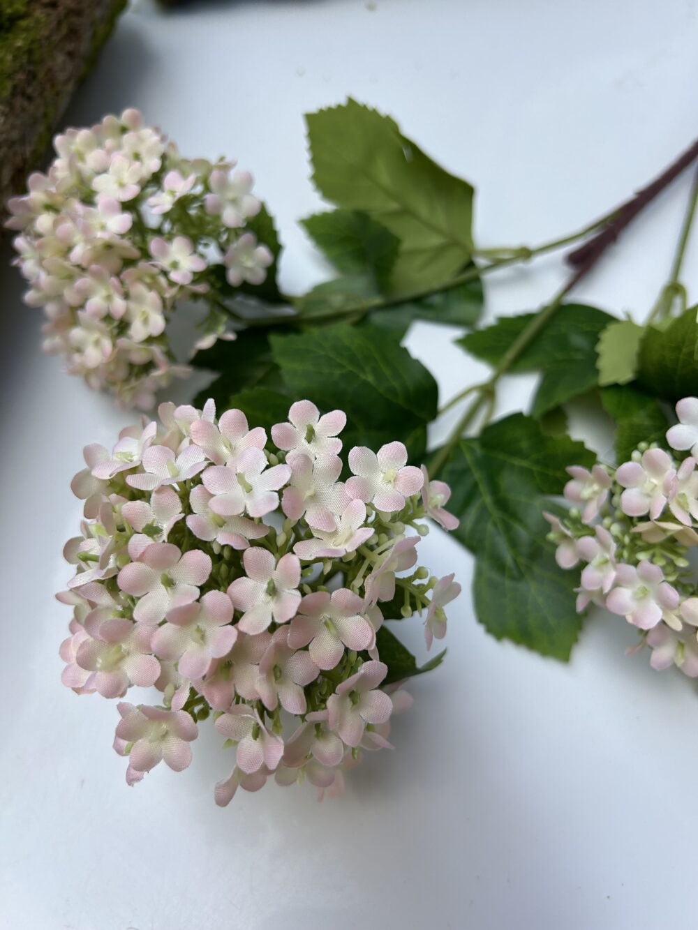 Вібурнум світло-рожевий - Зображення 2