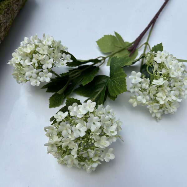 Вібурнум світлий зелений