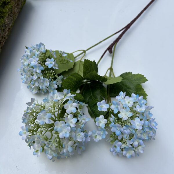 Вібурнум голубий