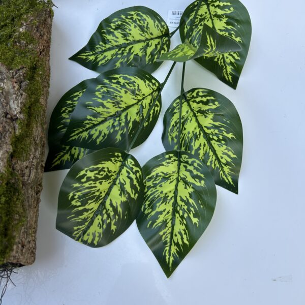 Дифенбахія висока