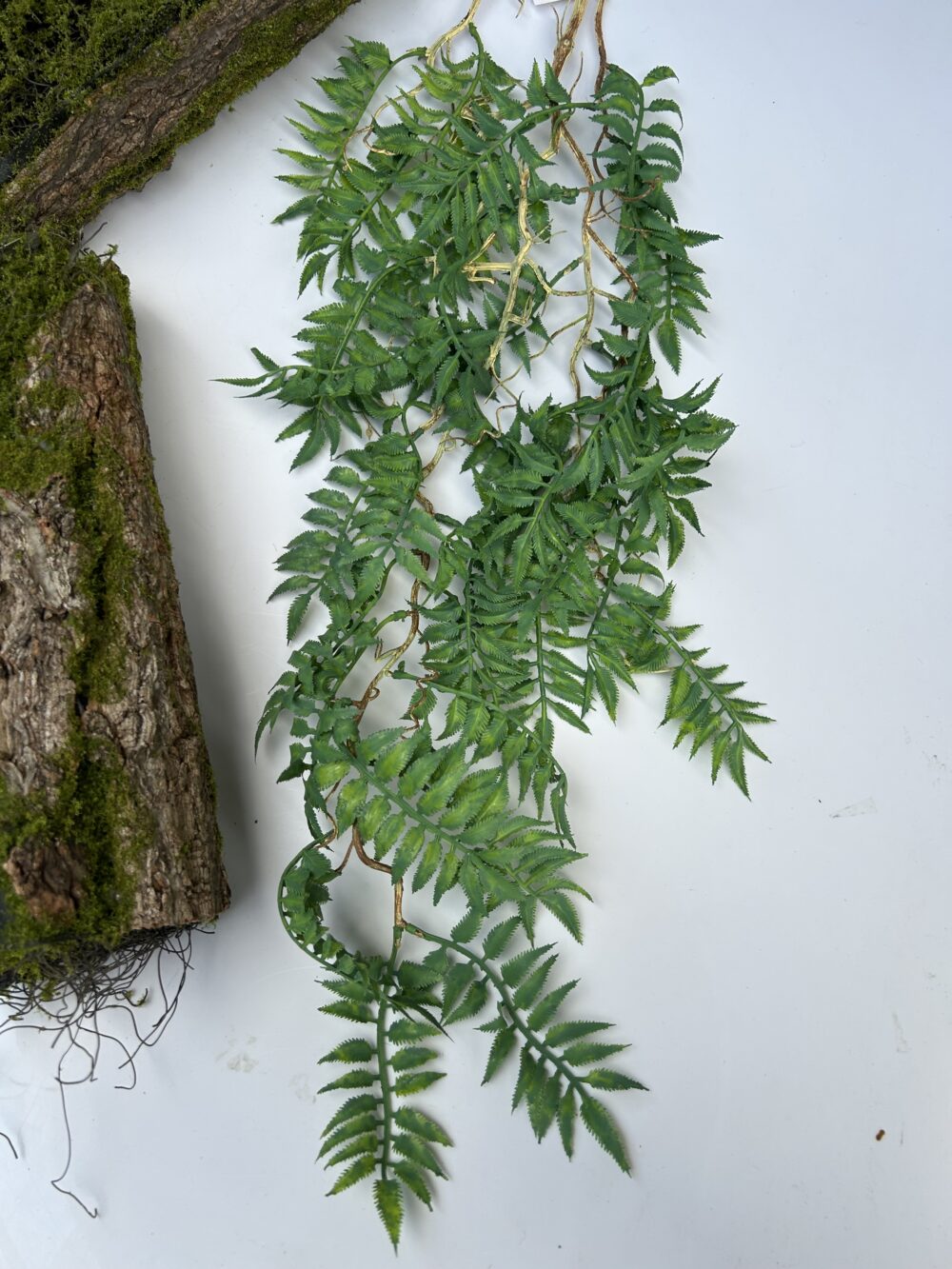 Папороть класична з корінчиками