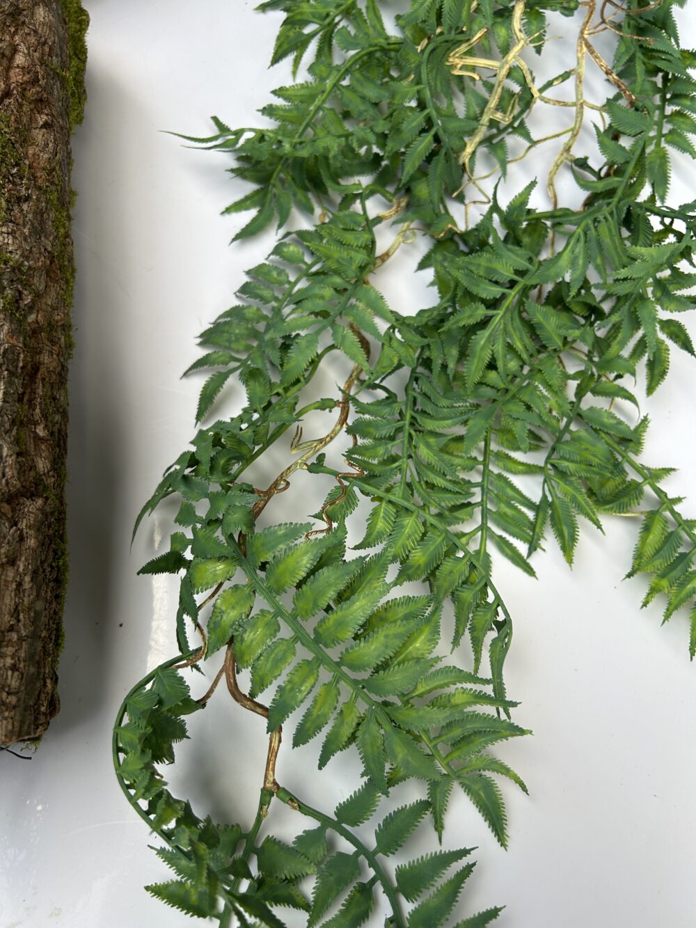 Папороть класична з корінчиками - Зображення 2