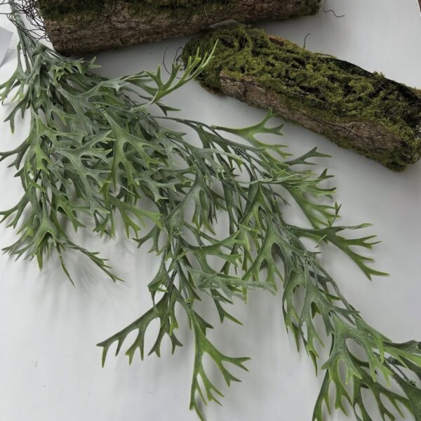 Ріжкова ліана