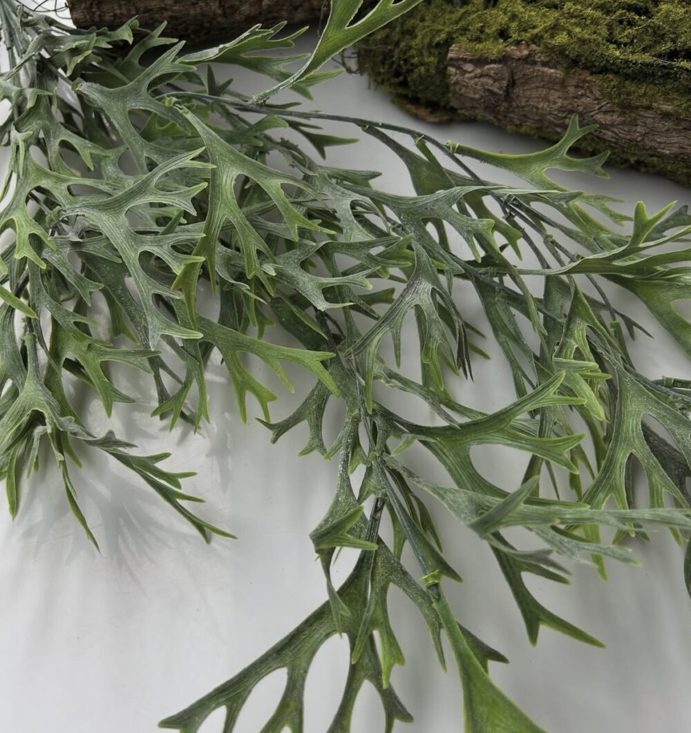 Ріжкова ліана - Зображення 2