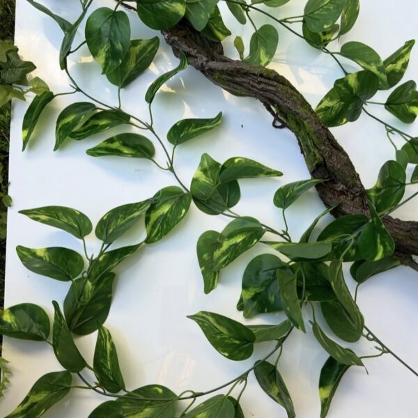 Дифінбахія ліана