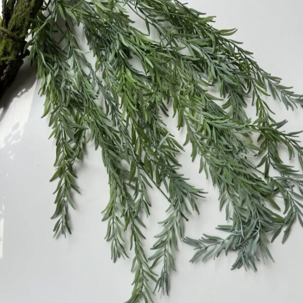 Рускус ліана