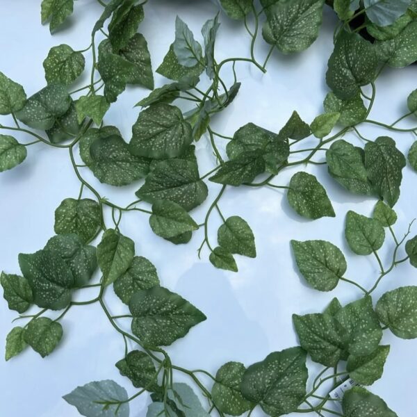 Дифенбахія ліана