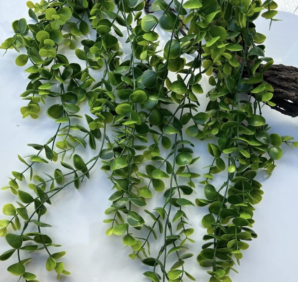 Самшит ліана