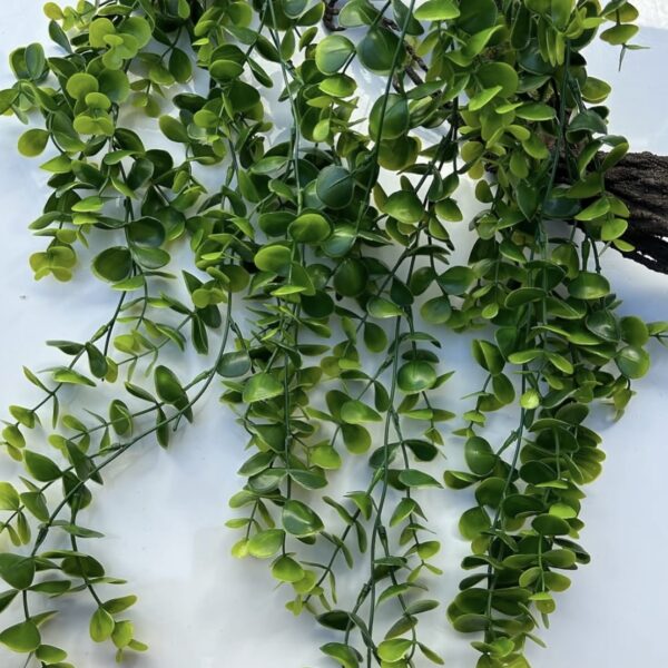 Самшит ліана