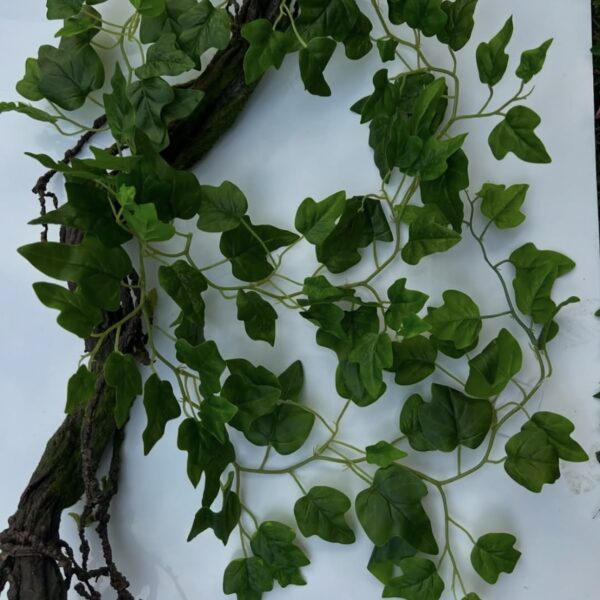 Плющ довгий