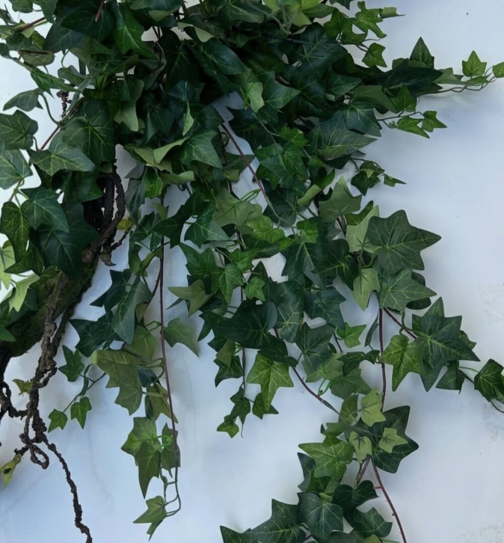 Плющ королівський