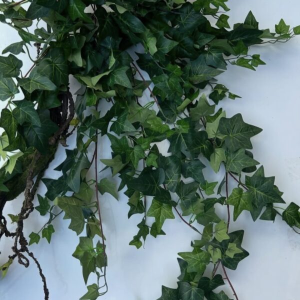 Плющ королівський