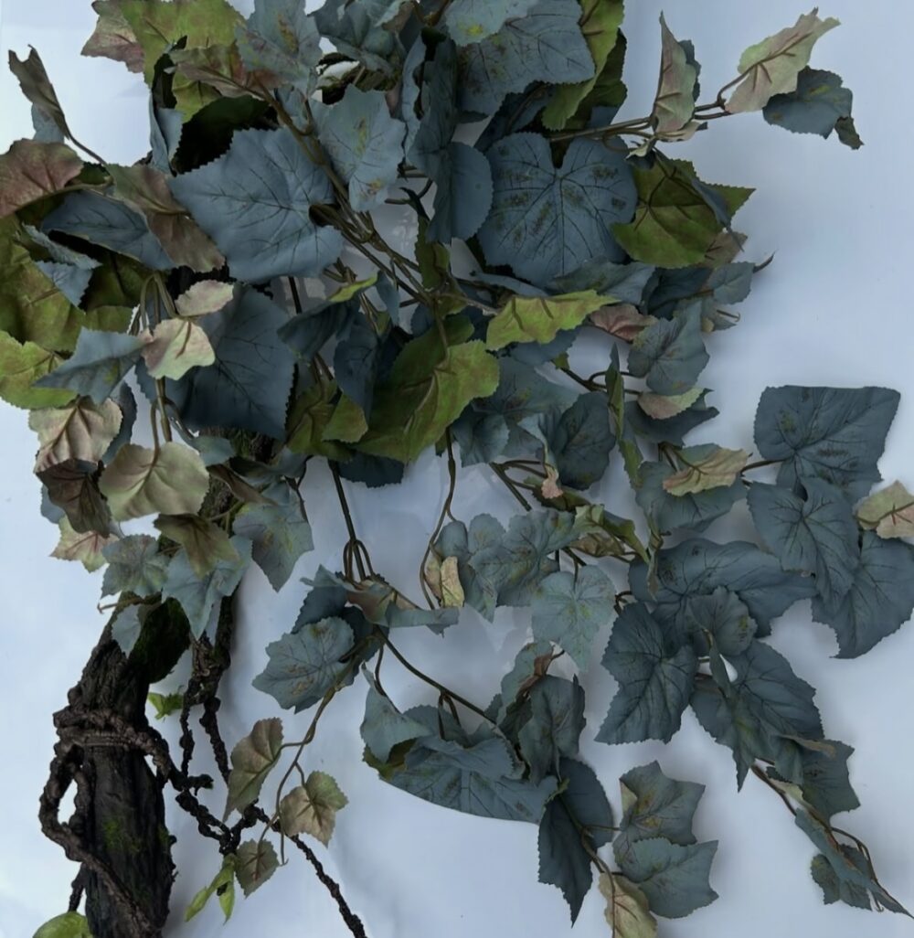 Дуб лісовий