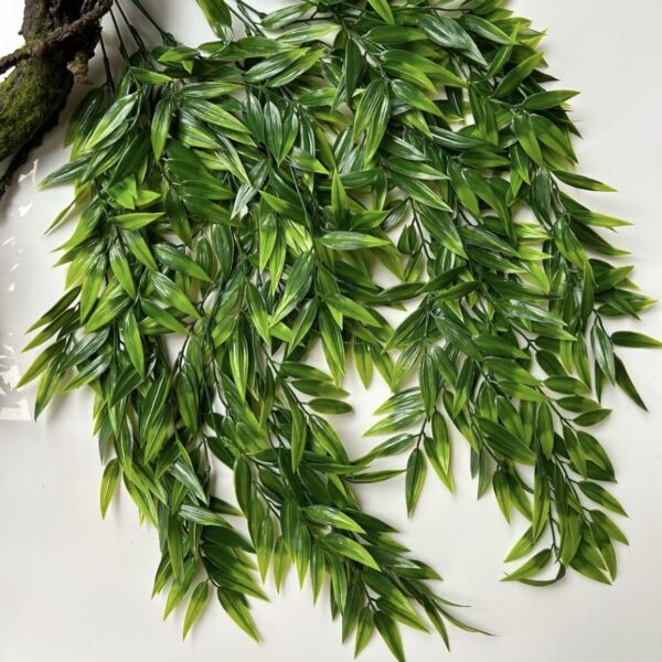 Рускус класичний